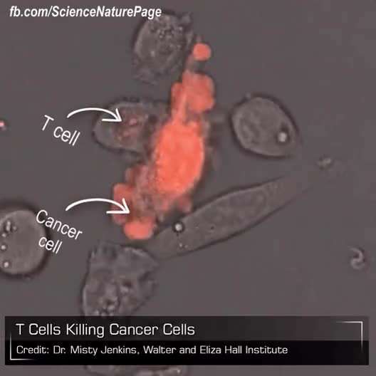 سلول های سالم اینجوری سلول های سرطانی رو ‌می کشن